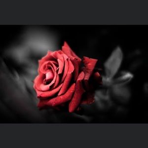 Meet your Posher, Gail